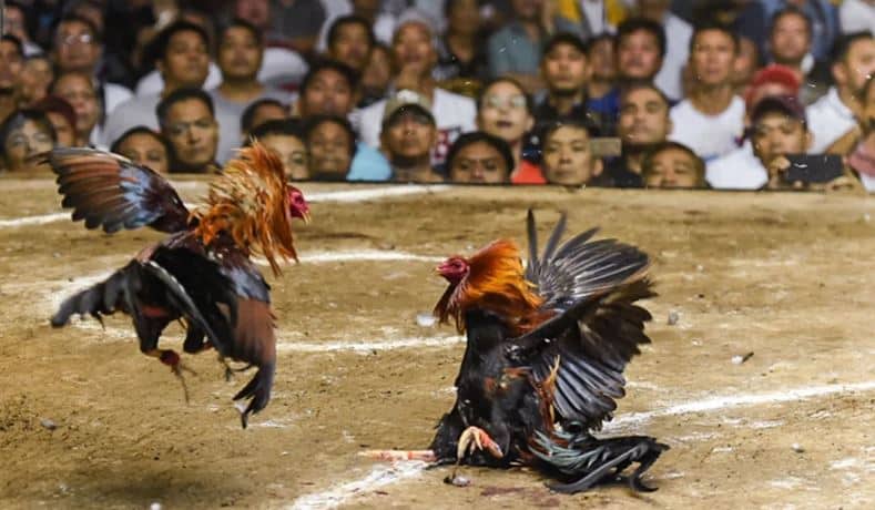 Nguyên Nhân Thất Bại khi đá gà mạng