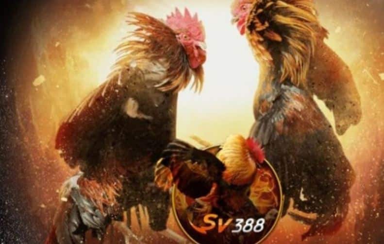 Bí Quyết Chiến Thắng trong "Cách Đá Gà Mạng"